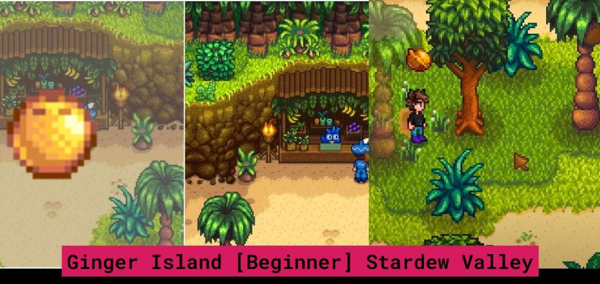 stardew-valley-trouver-les-noix-d-or-acnh