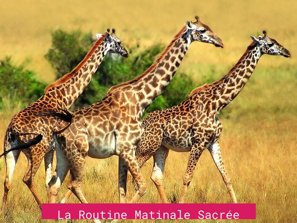 La Routine Matinale Sacrée