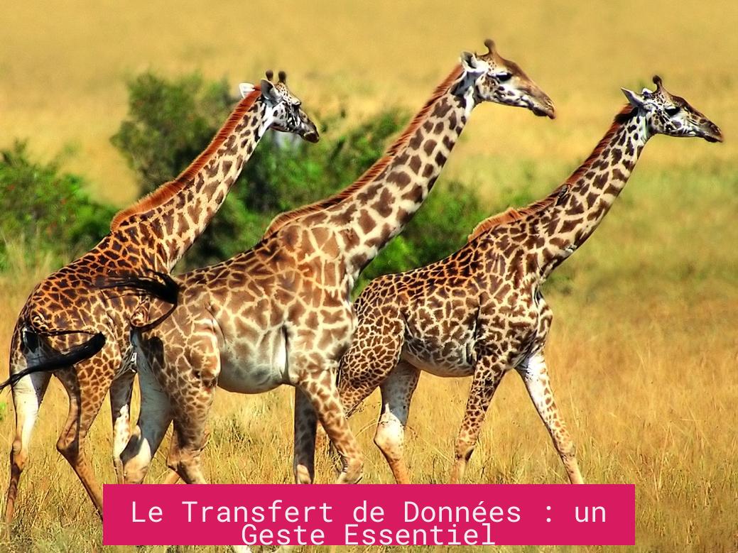 Le Transfert de Données : un Geste Essentiel