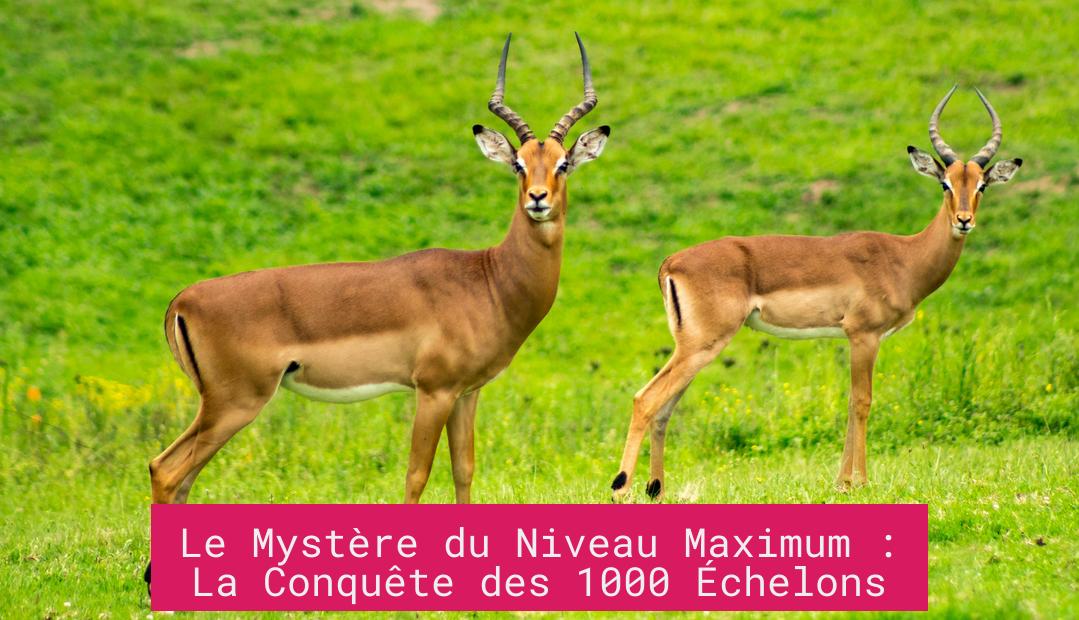 Le Mystère du Niveau Maximum : La Conquête des 1000 Échelons