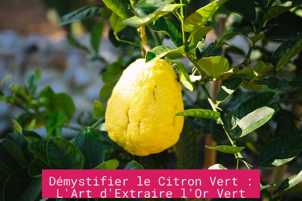 Démystifier le Citron Vert : L'Art d'Extraire l'Or Vert