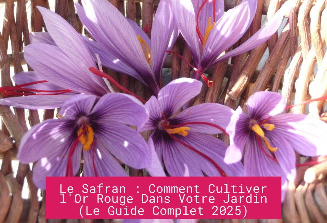 Le Safran : Comment Cultiver l'Or Rouge Dans Votre Jardin (Le Guide Complet 2025)
