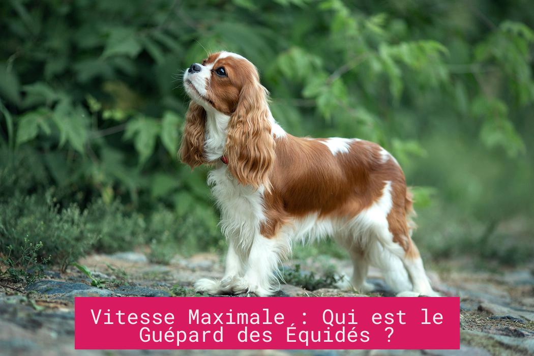 Vitesse Maximale : Qui est le Guépard des Équidés ?