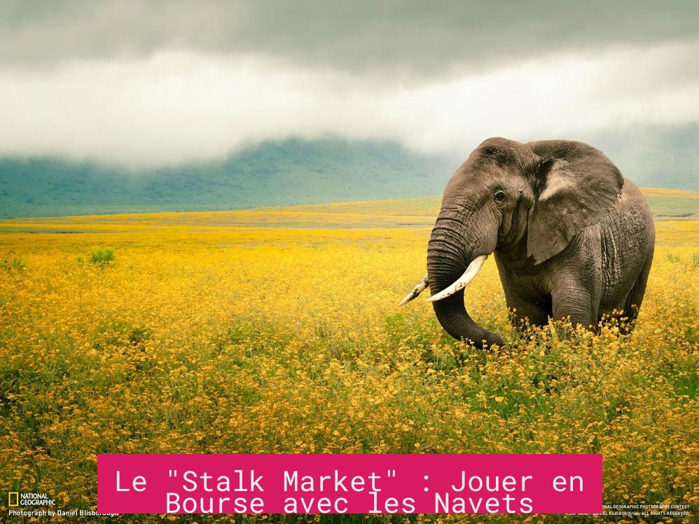 Le "Stalk Market" : Jouer en Bourse avec les Navets