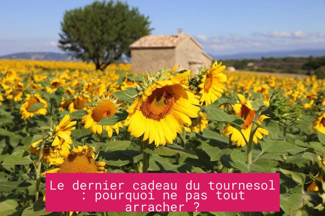 Le dernier cadeau du tournesol : pourquoi ne pas tout arracher ?
