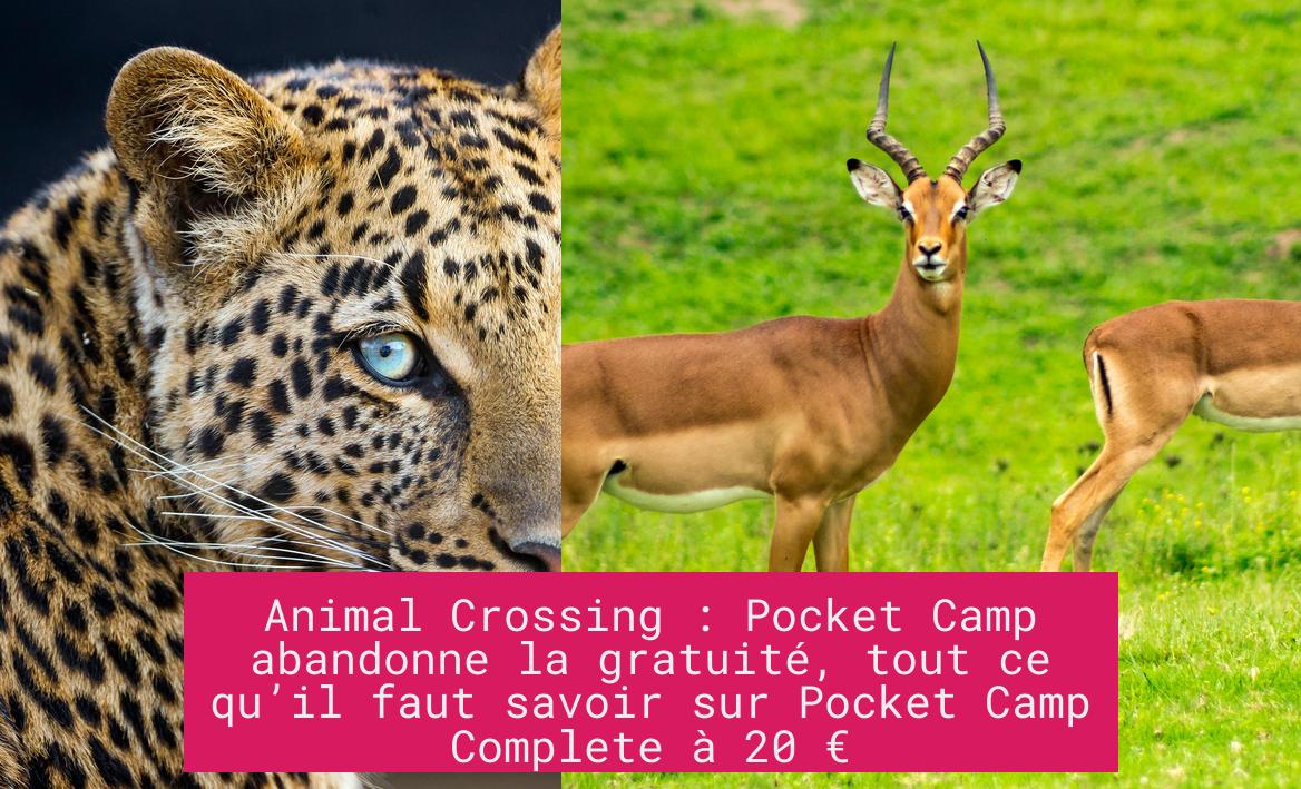 Animal Crossing : Pocket Camp abandonne la gratuité, tout ce qu’il faut savoir sur Pocket Camp Complete à 20 €