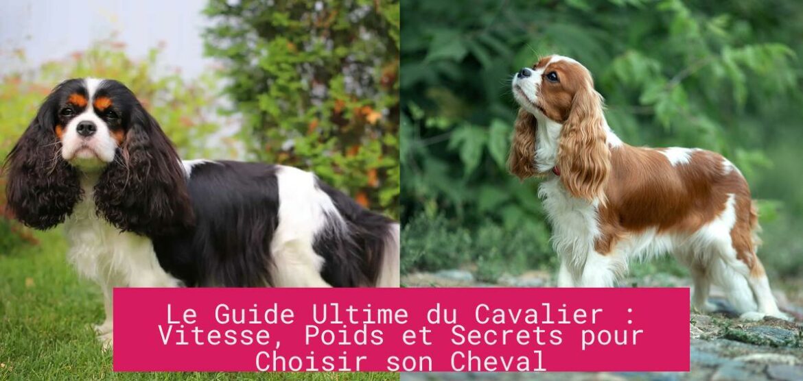 le_guide_ultime_du_cavalier_vitesse_poids_et_secrets_pour_choisir_son_cheval Le Guide Ultime du Cavalier : Vitesse, Poids et Secrets pour Choisir son Cheval