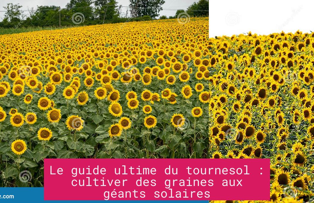 Le guide ultime du tournesol : cultiver des graines aux géants solaires