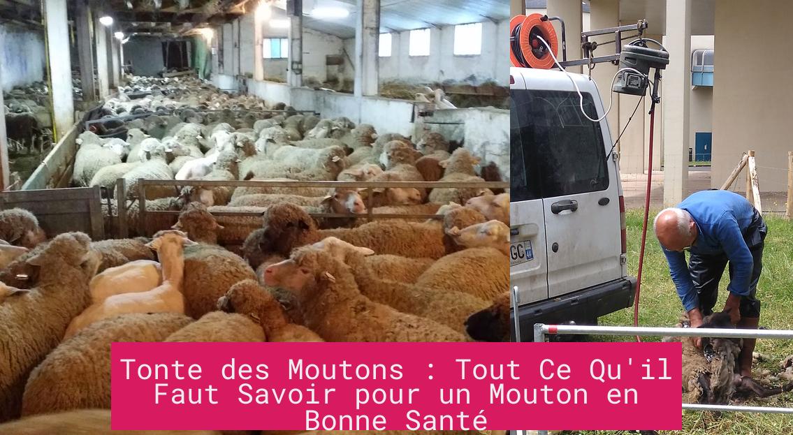 Tonte des Moutons : Tout Ce Qu'il Faut Savoir pour un Mouton en Bonne Santé